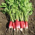 radish, common radish, wild radish, garden radish 